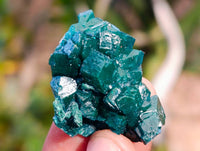 Natural Dioptase on Dolomite Matrix Specimens x 20 From Likasi, Congo