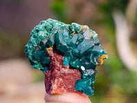 Natural Dioptase on Dolomite Matrix Specimens x 20 From Likasi, Congo