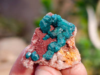 Natural Dioptase on Dolomite Matrix Specimens x 20 From Likasi, Congo