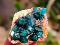 Natural Dioptase on Dolomite Matrix Specimens x 20 From Likasi, Congo