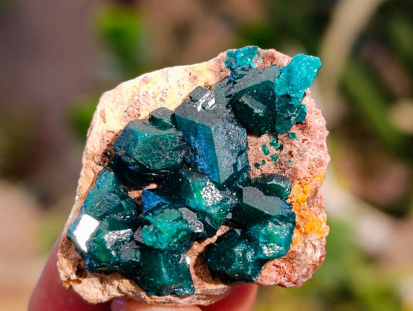 Natural Dioptase on Dolomite Matrix Specimens x 20 From Likasi, Congo