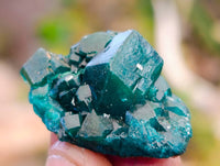 Natural Dioptase on Dolomite Matrix Specimens x 20 From Likasi, Congo