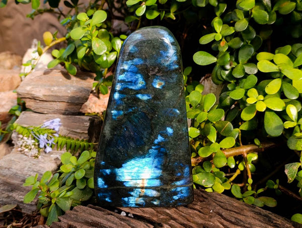 Polished Labradorite Standing Free Form x 1 From Tulear, Madagascar