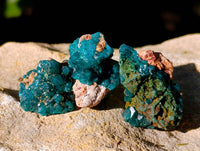 Natural Dioptase on Dolomite Matrix Specimens x 21 From Likasi, Congo
