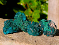 Natural Dioptase on Dolomite Matrix Specimens x 21 From Likasi, Congo