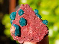 Natural Dioptase on Dolomite Matrix Specimens x 21 From Likasi, Congo