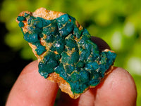 Natural Dioptase on Dolomite Matrix Specimens x 21 From Likasi, Congo