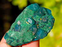 Natural Dioptase on Dolomite Matrix Specimens x 21 From Likasi, Congo