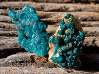 Natural Dioptase on Dolomite Matrix Specimens x 21 From Likasi, Congo