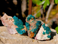 Natural Dioptase on Dolomite Matrix Specimens x 20 From Likasi, Congo