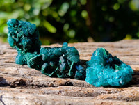 Natural Dioptase on Dolomite Matrix Specimens x 20 From Likasi, Congo