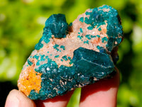 Natural Dioptase on Dolomite Matrix Specimens x 20 From Likasi, Congo