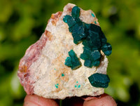 Natural Dioptase on Dolomite Matrix Specimens x 20 From Likasi, Congo