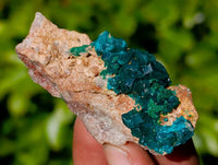 Natural Dioptase on Dolomite Matrix Specimens x 20 From Likasi, Congo