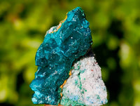 Natural Dioptase on Dolomite Matrix Specimens x 20 From Likasi, Congo
