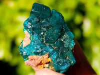 Natural Dioptase on Dolomite Matrix Specimens x 20 From Likasi, Congo
