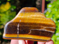 Polished On One Side Tiger's Eye x 12 From Prieska, South Africa