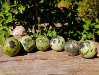 Polished Leopard Stone Spheres x 6 From Zimbabwe