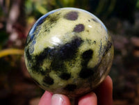 Polished Leopard Stone Spheres x 6 From Zimbabwe