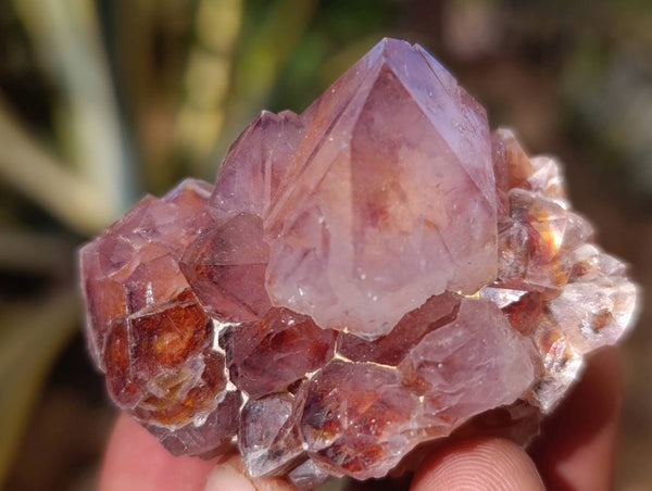 Natural Mixed Spirit Quartz Crystals x 35 From South Africa