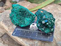 Natural Dioptase Crystals on Dolomite Matrix Specimens x 6 From Likasi, Congo