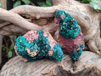 Natural Dioptase Crystals on Dolomite Matrix Specimens x 6 From Likasi, Congo