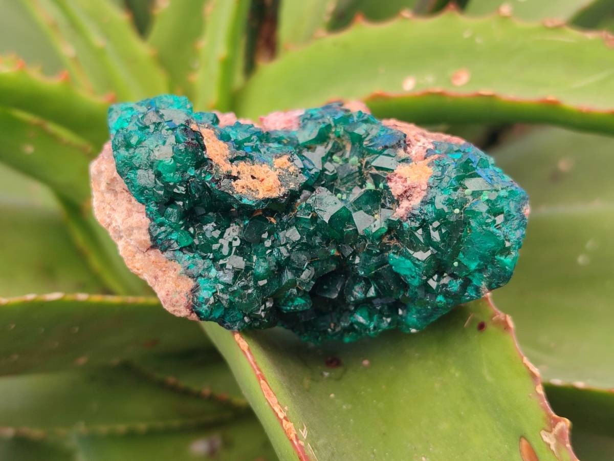 Natural Dioptase Crystals on Dolomite Matrix Specimens x 6 From Likasi, Congo - Toprock Gemstones and Minerals 