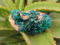 Natural Dioptase Crystals on Dolomite Matrix Specimens x 6 From Likasi, Congo