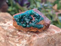 Natural Dioptase Crystals on Dolomite Matrix Specimens x 6 From Likasi, Congo