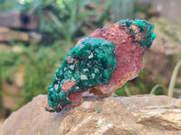 Natural Dioptase Crystals on Dolomite Matrix Specimens x 6 From Likasi, Congo