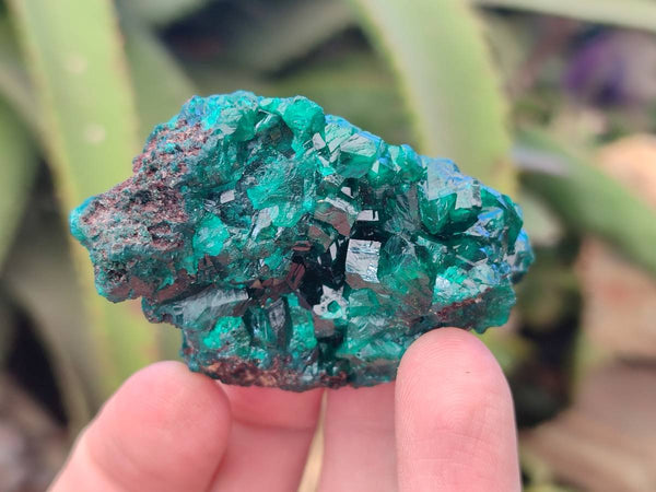 Natural Dioptase Crystals on Dolomite Matrix Specimens x 6 From Likasi, Congo