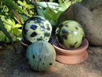 Polished Leopard Stone Spheres x 7 From Nyanga, Zimbabwe - Toprock Gemstones and Minerals 