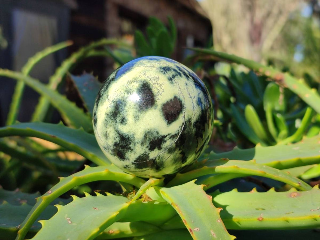 Polished Leopard Stone Spheres x 7 From Nyanga, Zimbabwe - Toprock Gemstones and Minerals 
