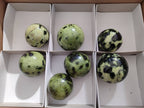 Polished Leopard Stone Spheres x 7 From Nyanga, Zimbabwe - Toprock Gemstones and Minerals 