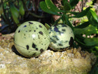 Polished Leopard Stone Spheres x 7 From Nyanga, Zimbabwe - Toprock Gemstones and Minerals 