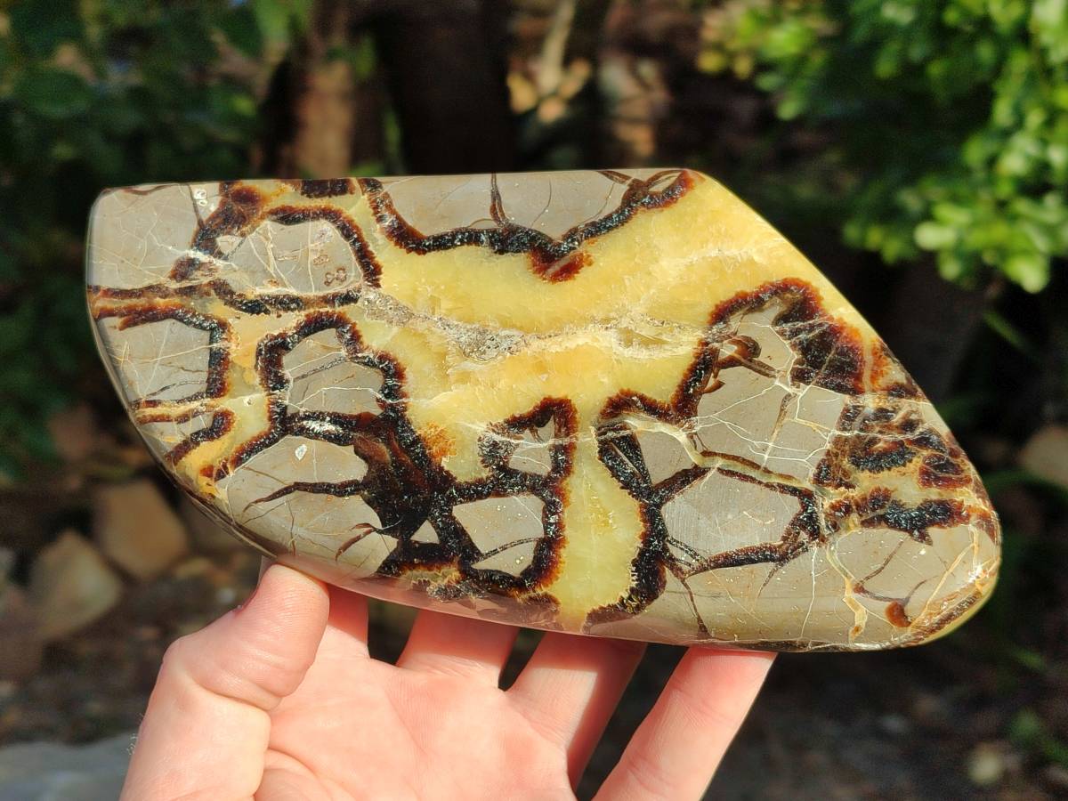 Polished Septerye Slices x 4 From Madagascar - Toprock Gemstones and Minerals 