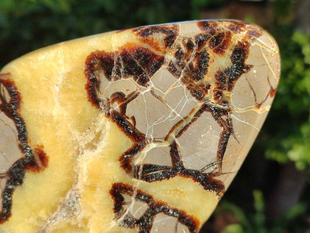 Polished Septerye Slices x 4 From Madagascar - Toprock Gemstones and Minerals 