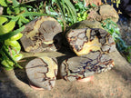 Polished Septerye Slices x 4 From Madagascar - Toprock Gemstones and Minerals 