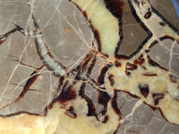Polished Septerye Slices x 4 From Madagascar - Toprock Gemstones and Minerals 