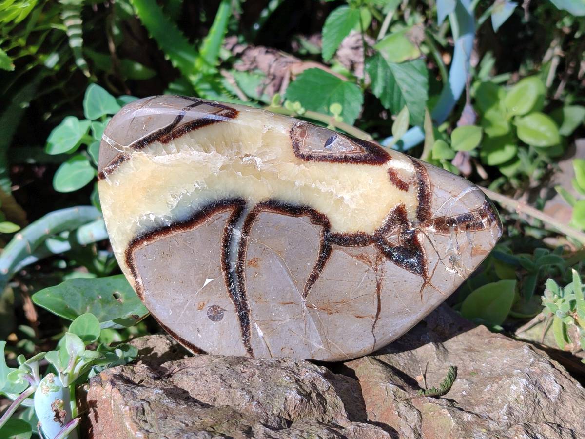 Polished Septerye Slices x 4 From Madagascar - Toprock Gemstones and Minerals 