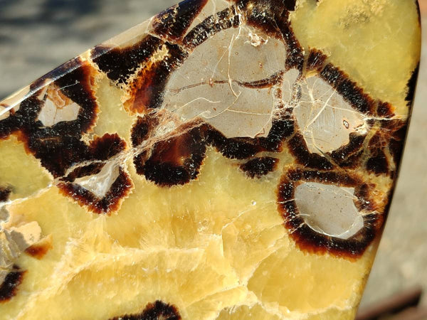 Polished Septerye Slices x 4 From Madagascar