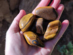 Polished Tiger's Eye Tumbled Stones x 35 From Prieska, South Africa - Toprock Gemstones and Minerals 