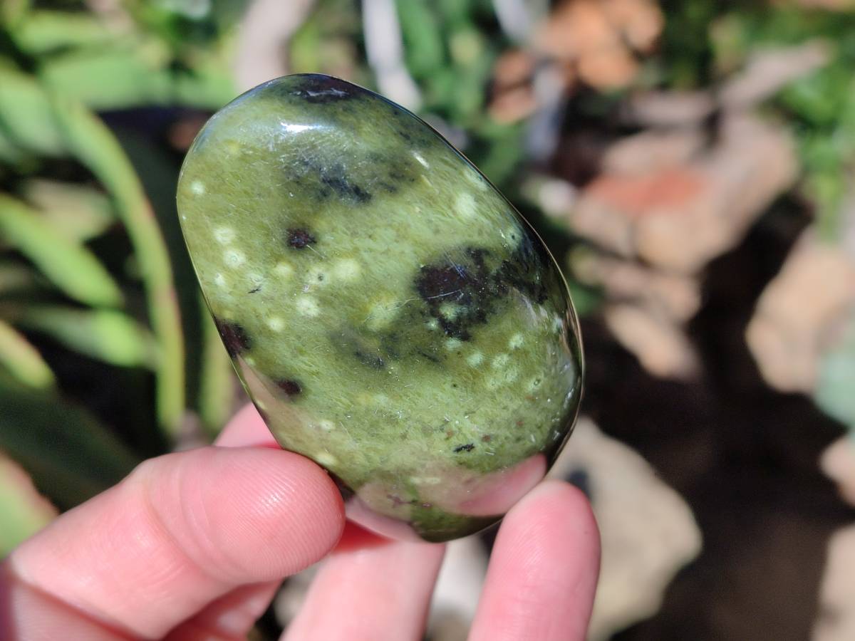 Polished Leopard Stone Free Forms x 12 From Nyanga, Zimbabwe - Toprock Gemstones and Minerals 