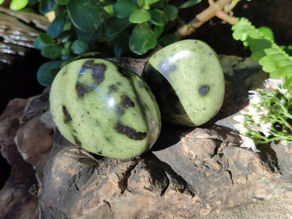 Polished Leopard Stone Free Forms x 12 From Nyanga, Zimbabwe - Toprock Gemstones and Minerals 