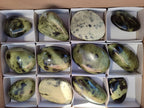Polished Leopard Stone Free Forms x 12 From Nyanga, Zimbabwe - Toprock Gemstones and Minerals 