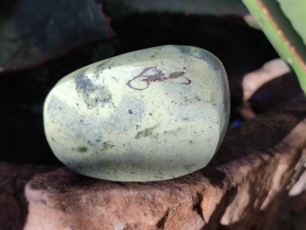 Polished Leopard Stone Free Forms x 12 From Nyanga, Zimbabwe - Toprock Gemstones and Minerals 