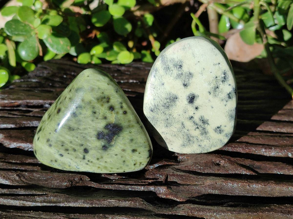 Polished Leopard Stone Free Forms x 12 From Nyanga, Zimbabwe - Toprock Gemstones and Minerals 