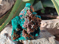 Natural Dioptase on Dolomite Matrix Specimens x 2 From Likasi, Congo