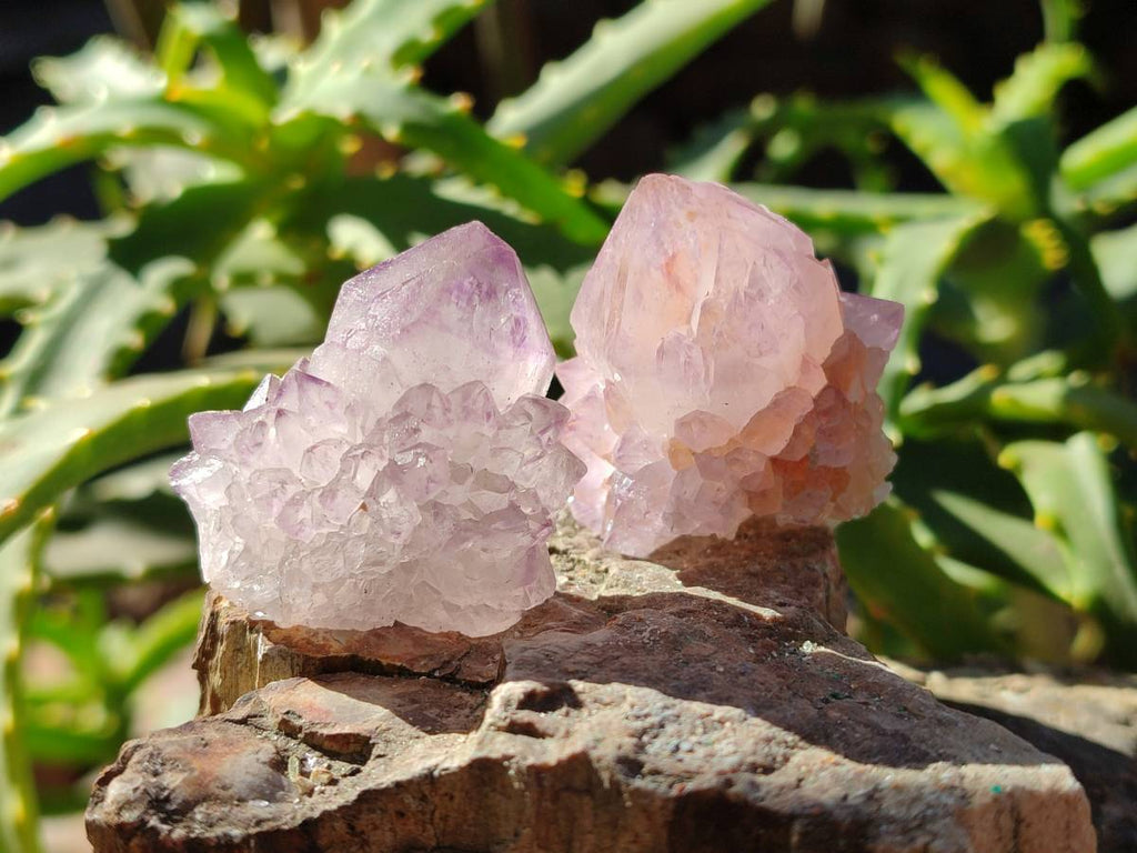 Natural Amethyst Spirit Quartz Crystals x 40 From Boekenhouthoek, South Africa - Toprock Gemstones and Minerals 