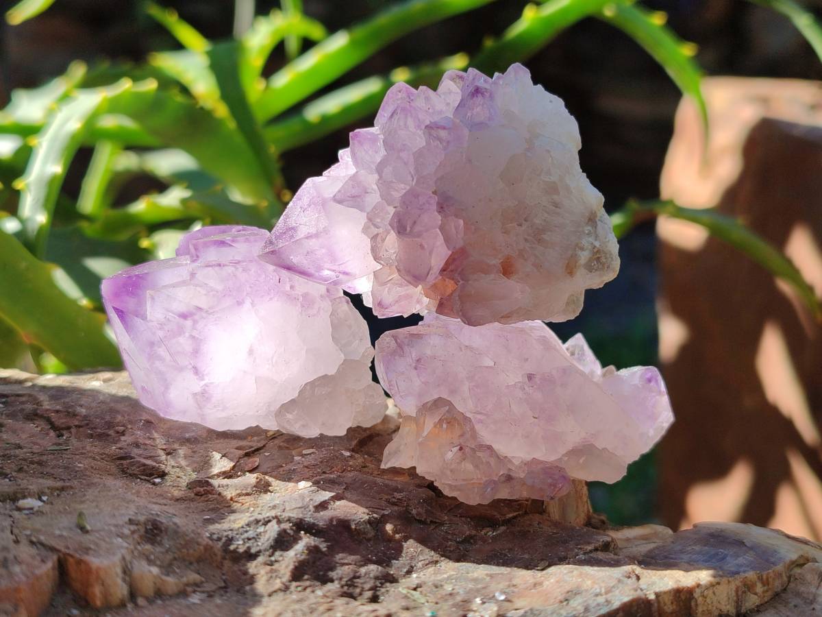Natural Amethyst Spirit Quartz Crystals x 40 From Boekenhouthoek, South Africa - Toprock Gemstones and Minerals 